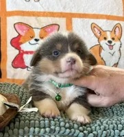 AKC - Green Collar - Bluie Tri Male, a male Pembroke Welsh Corgi for sale in Brashear, MO – 1 of 6