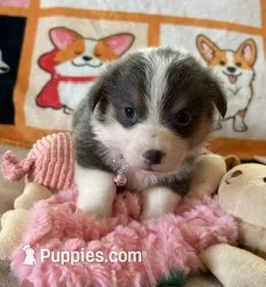 AKC - Light Pink Collar - Tri-Bluie Female, a female Pembroke Welsh Corgi for sale in Brashear, MO – 1 of 4
