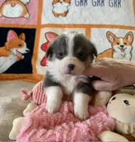 AKC - Light Pink Collar - Tri-Bluie Female, a female Pembroke Welsh Corgi for sale in Brashear, MO – 2 of 4