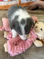 AKC - Light Pink Collar - Tri-Bluie Female, a female Pembroke Welsh Corgi for sale in Brashear, MO – 3 of 4
