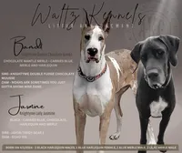 Blue Harlequin, a female Great Dane for sale in Huntsville, TX – Photo 4 of 4