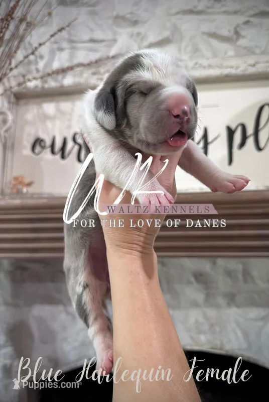 Blue Harlequin, a female Great Dane for sale in Huntsville, TX – Photo 1 of 4