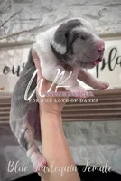 Blue Harlequin, a female Great Dane for sale in Huntsville, TX – Photo 3 of 4