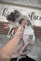 Blue Harlequin, a female Great Dane for sale in Huntsville, TX – Photo 2 of 4