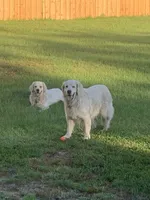 REBEL, a male English Cream Golden Retriever for sale in Palatka, FL – 3 of 9