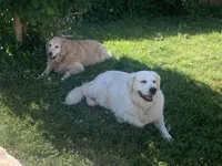 TROOPER, a male English Cream Golden Retriever for sale in Palatka, FL – 8 of 9