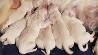 TROOPER, a male English Cream Golden Retriever for sale in Palatka, FL – 7 of 9