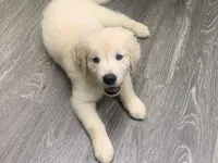 DOLLY, a female English Cream Golden Retriever for sale in Palatka, FL – 2 of 7