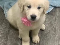 DOLLY, a female English Cream Golden Retriever for sale in Palatka, FL – 1 of 7