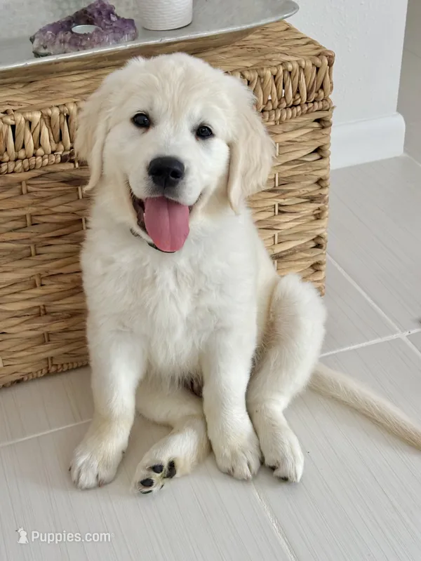 REBEL – English Cream Golden Retriever puppy for sale in Palatka, FL