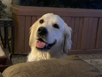 REBEL, a male English Cream Golden Retriever for sale in Palatka, FL – 6 of 9