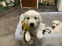TROOPER, a male English Cream Golden Retriever for sale in Palatka, FL – 5 of 9