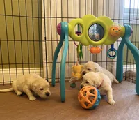 DOLLY, a female English Cream Golden Retriever for sale in Palatka, FL – 7 of 7