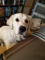 DOLLY, a female English Cream Golden Retriever for sale in Palatka, FL – 5 of 7