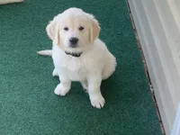 TROOPER, a male English Cream Golden Retriever for sale in Palatka, FL – 4 of 9
