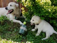 DOLLY, a female English Cream Golden Retriever for sale in Palatka, FL – 4 of 7