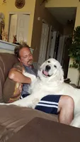 REBEL, a male English Cream Golden Retriever for sale in Palatka, FL – 7 of 9