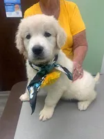 REBEL, a male English Cream Golden Retriever for sale in Palatka, FL – 1 of 9