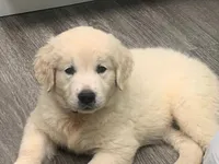 SPARKY, a male English Cream Golden Retriever for sale in Palatka, FL – 2 of 6