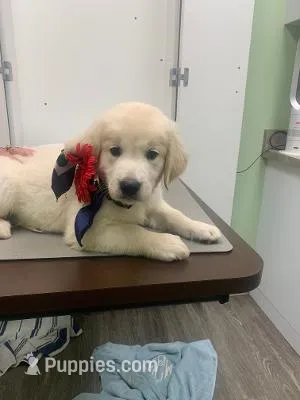 SPARKY – English Cream Golden Retriever puppy for sale in Palatka, FL
