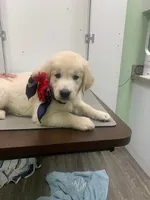 SPARKY, a male English Cream Golden Retriever for sale in Palatka, FL – 1 of 6