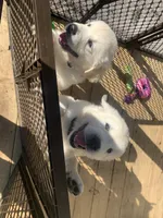 TROOPER, a male English Cream Golden Retriever for sale in Palatka, FL – 9 of 9