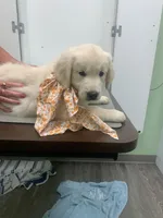 TROOPER, a male English Cream Golden Retriever for sale in Palatka, FL – 2 of 9