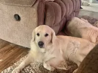 TROOPER, a male English Cream Golden Retriever for sale in Palatka, FL – 3 of 9