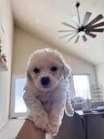 Nuggets, a male Bichon Frise for sale in Austin, TX – 8 of 8