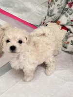 Peach, a female Bichon Frise for sale in Austin, TX – 1 of 2