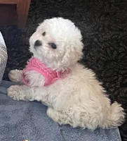Nuggets, a male Bichon Frise for sale in Austin, TX – 3 of 8