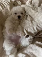 Sundae, a female Bichon Frise for sale in Austin, TX – 2 of 2