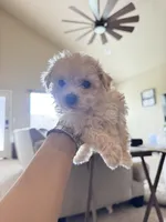 Nuggets, a male Bichon Frise for sale in Austin, TX – 7 of 8