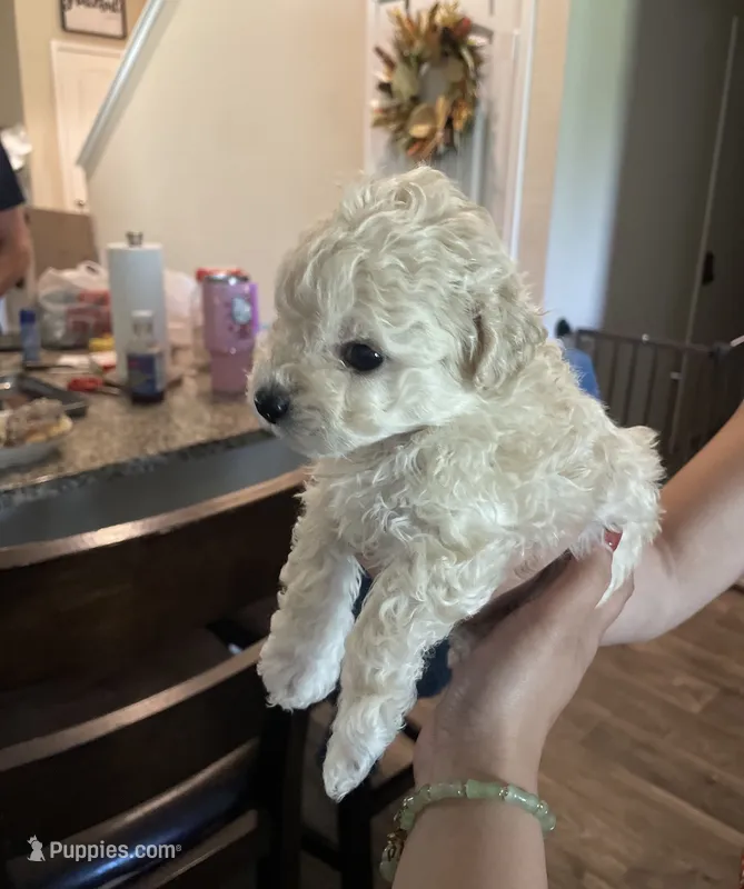 Nuggets – Bichon Frise puppy for sale in Austin, TX