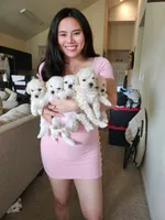 Nuggets, a male Bichon Frise for sale in Austin, TX – 4 of 8