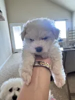 Nuggets, a male Bichon Frise for sale in Austin, TX – 6 of 8