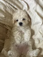 Peach, a female Bichon Frise for sale in Austin, TX – 2 of 2