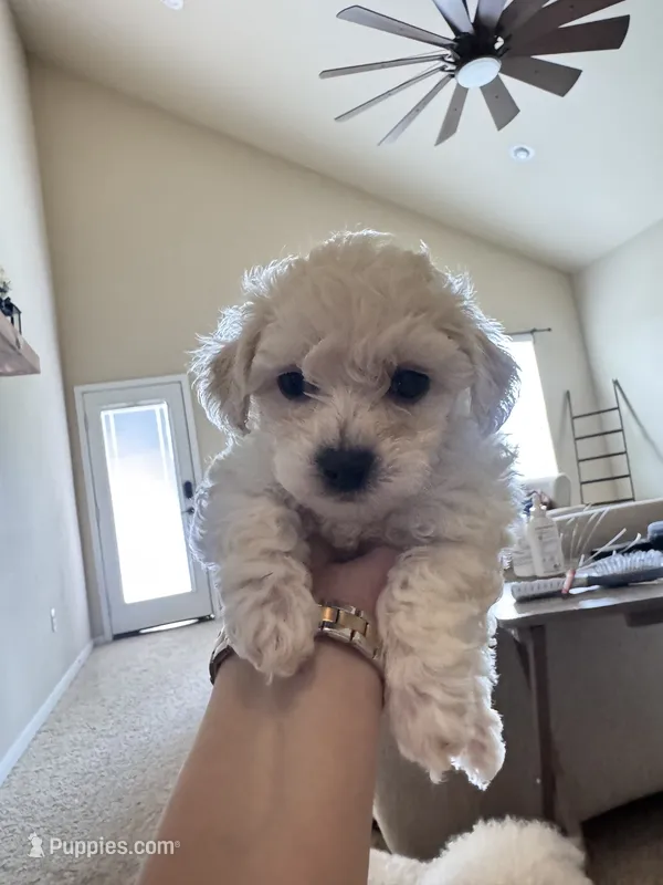 Cola – Bichon Frise puppy for sale in Austin, TX