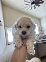 Cola, a female Bichon Frise for sale in Austin, TX – 1 of 1