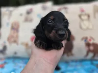 Ella's black and tan brindle boy, a male Miniature Dachshund for sale in West Plains, MO – 2 of 5