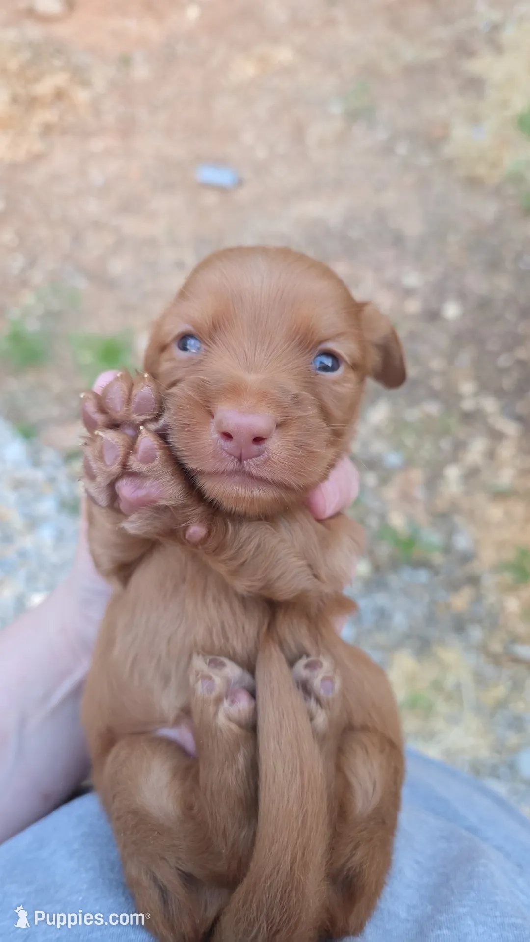Mochas chocolate based , a male Miniature Dachshund for sale in West Plains, MO – 1 of 5