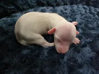 Extreme creampie, a female Miniature Dachshund for sale in West Plains, MO – 4 of 4