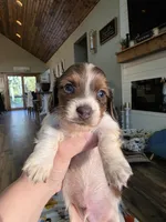 Blue based pie boy , a male Miniature Dachshund for sale in West Plains, MO – 2 of 6