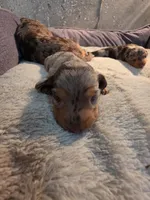 Chocolate dapple boy 2, a male Dachshund for sale in West Plains, MO – 2 of 6