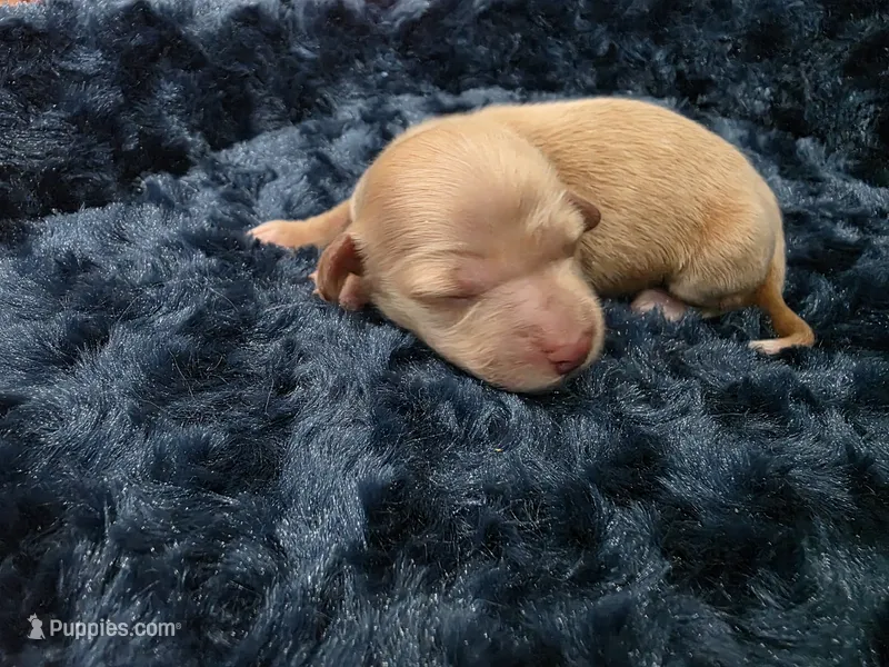 Cream girl – Miniature Dachshund puppy for sale in West Plains, MO