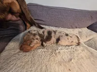 Chocolate dapple boy 2, a male Dachshund for sale in West Plains, MO – 3 of 6