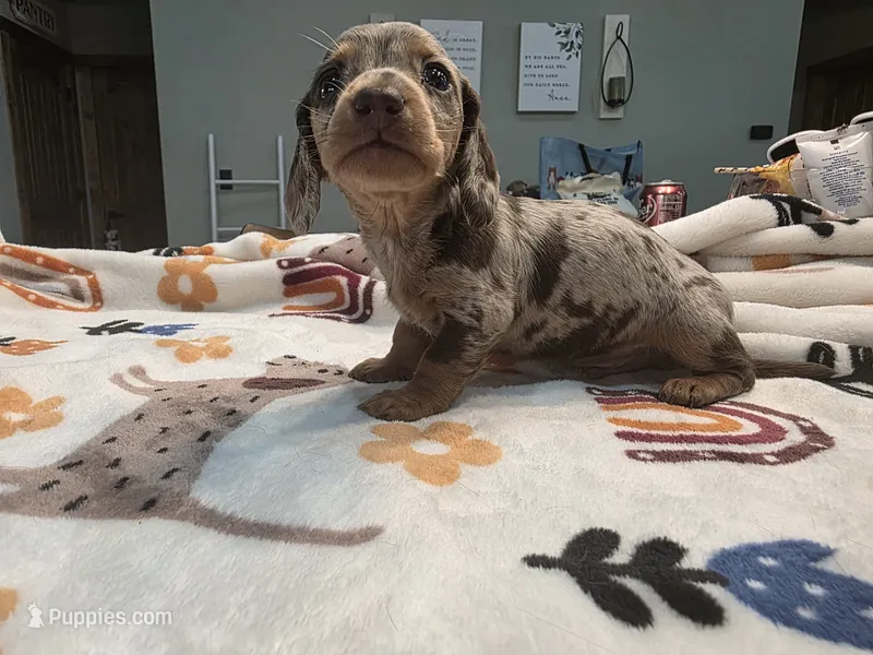 Chocolate dapple boy 2 – Dachshund puppy on hold in West Plains, MO