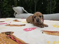 Shaded red male, a male Miniature Dachshund for sale in West Plains, MO – 3 of 4