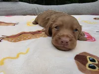 Mochas chocolate based , a male Miniature Dachshund for sale in West Plains, MO – 4 of 5