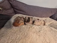 Chocolate dapple boy 2, a male Dachshund for sale in West Plains, MO – 1 of 6